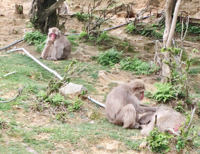 Arashiyama Monkey Park